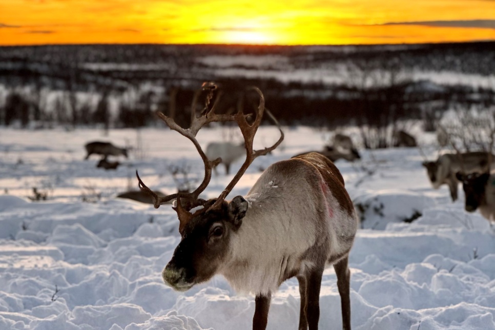 A reindeer stood in snow as the sun sets/rises behind it. There are dark trees lining the hills behind the reindeer.