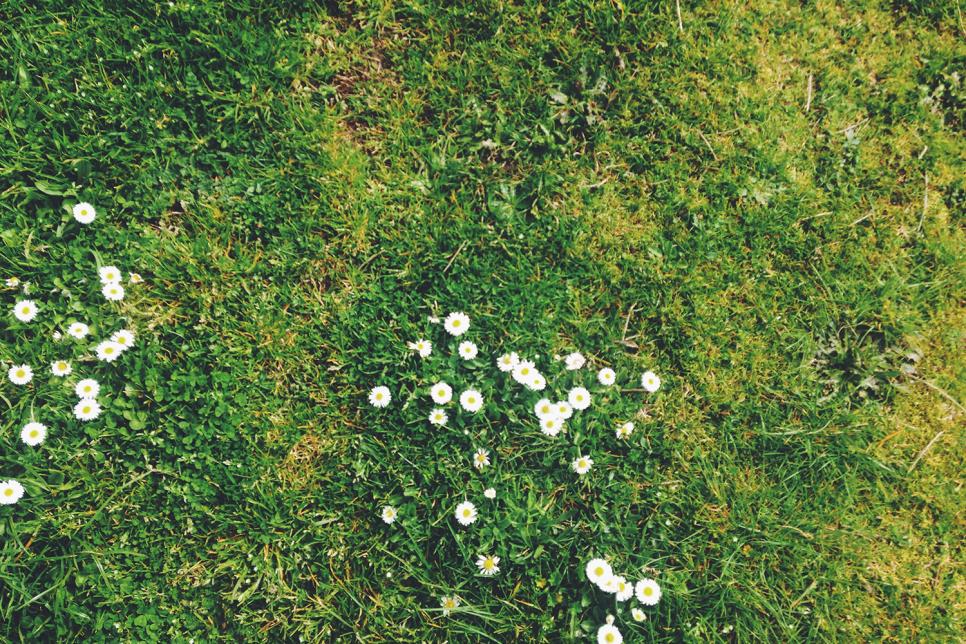 Image of grass with daisies.